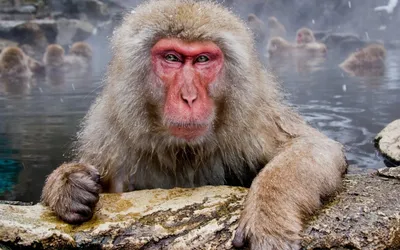 Старая обезьяна в Бали, Индонезии Стоковое Изображение - изображение  насчитывающей жизнь, естественно: 50496927
