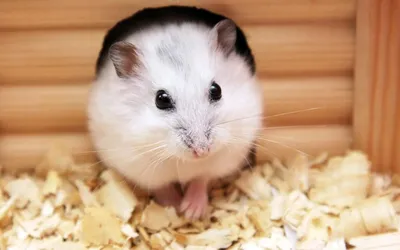 How to find out determine the age of the hamster - YouTube