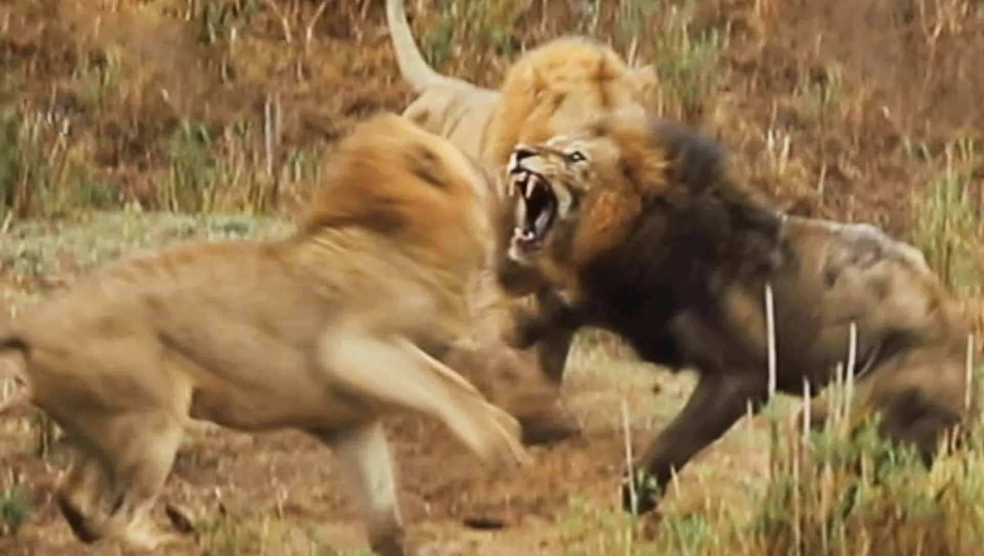 Нападение льва львов. Шер жанги.