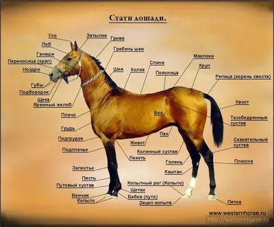 [77+] Стати лошади фото