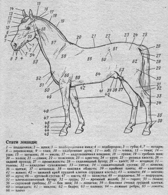 Все стати лошади