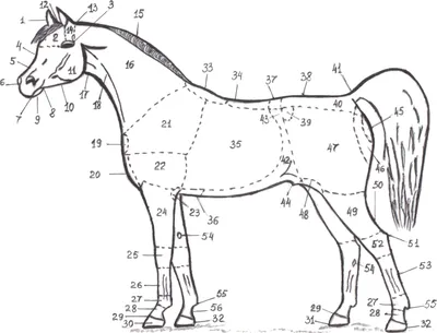 KK Amma-Viktoria - А вы знали?😯🧐 Стати лошади — это разные части ее тела,  которые выполняют определенные функции. Начинающему коннику необходимо если  не знать наизусть, то хотя бы иметь общее представление о