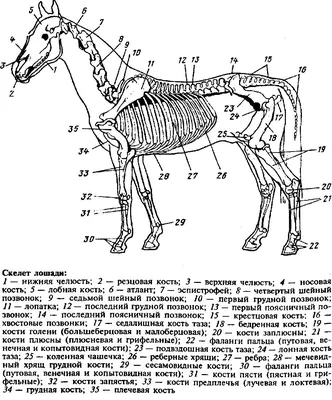 Пин от пользователя Kris на доске anatomy | Лошади, Анатомия, Анатомия  животных