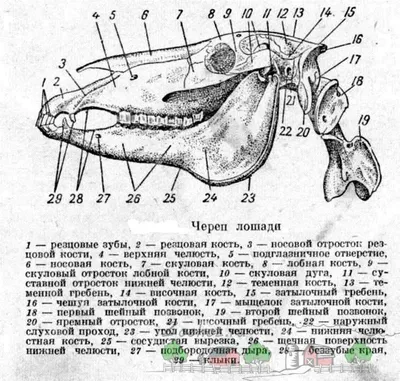 Рассматриваем анатомию лошади: подробное описание и фото | Лошади,  Анатомия, Анатомия животных
