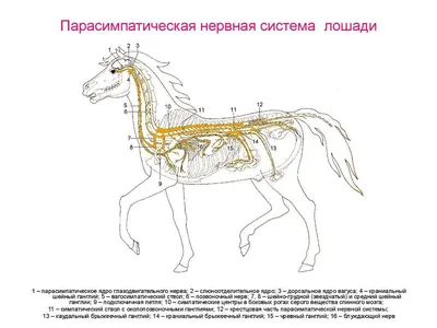 Лошади и пони: породы лошадей, уход. Иллюстрированная энциклопедия,  книга-справочник купить по цене 743 ₽ в интернет-магазине KazanExpress