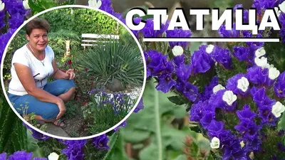 Статица Самые неприхотливые цветы для сада - YouTube