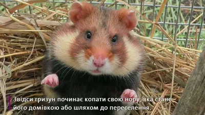 Beaphar XtraVital Hamster - Экстравитал для хомяков, 500 гр.