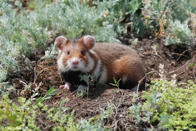 Image - Cricetus cricetus (Common Hamster) | BioLib.cz