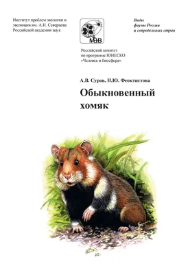 Хомяк - маленький грызун: как живет и чем питается» — создано в Шедевруме