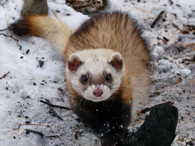 Степной хорёк (Mustela eversmanii) | Хорьки, Млекопитающие, Хорек