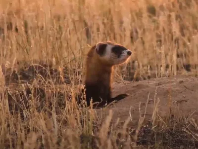 Хорёк степной (лат. Mustela eversmanni)