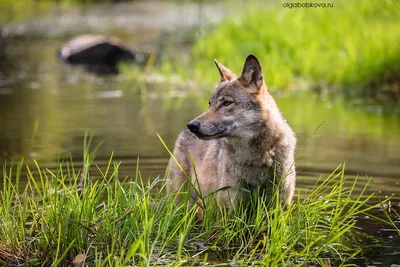 Степной волк. Подвиды волков. | Заметки Wolf - Тренера | Дзен