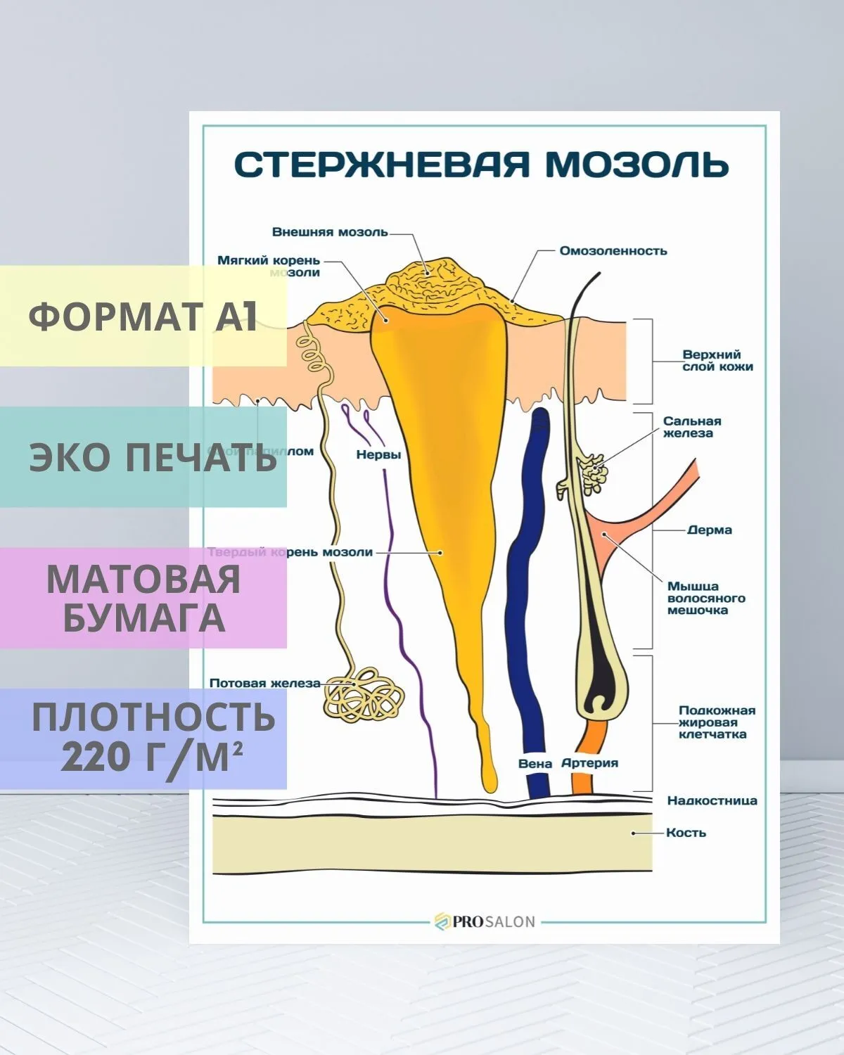 Мозоли в единственном числе. Стержневая мозоль плакат. Стержневая мозоль в разрезе. Корень стержневой мозоли. Стержневая мозоль психосоматика.