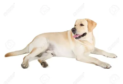 Лабрадор-ретривер картинка #345102 - милый желтый лабрадор ретривер собака  лежала на белом фоне Фотография, картинки, изображения и сток-фотография  без роялти. Изображение 23307710. - скачать