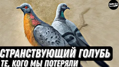 Странствующий голубь / Птицы мира / Твой Блог