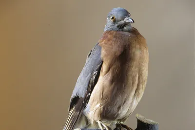 Странствующий голубь: как уничтожили самую многочисленную птицу на планете  | STENA.ee