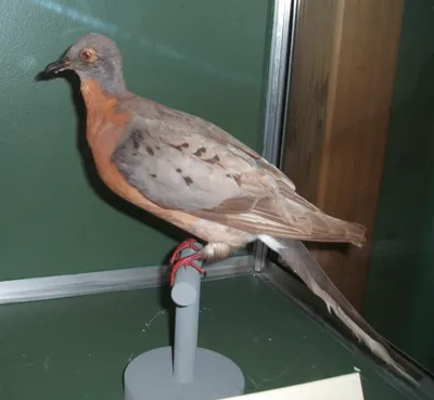 Русский: Голуби English: Picture of doves Зубчатоклювый голубь (Didunculus  strigirostris). Абиссинский голубь (Phalacroteron abyssinica). Вяхирь  (Columba palumbus). Голубь обыкновенный, или полевой (Columba livia). Странствующий  голубь (Ectopistes ...