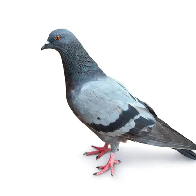 Animals - Марта странствующий голубь известное животное, 3DANL_71626 | 3D  модель для ЧПУ станка