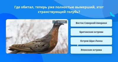 Пассажирский Pigeonрука Цветные Гравировка — стоковая векторная графика и  другие изображения на тему Странствующий голубь - Странствующий голубь,  Голубь, Рисунок - произведение искусства - iStock