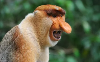 Страшной обезьяны фотографии
