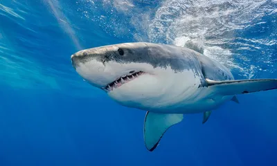 Угроза в воде: Одна из самых опасных акул, акула мако | Underwater  Inspector | Дзен