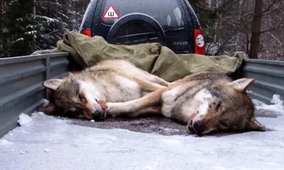 Сфоткай типа я злой и страшный серый волк | Пикабу