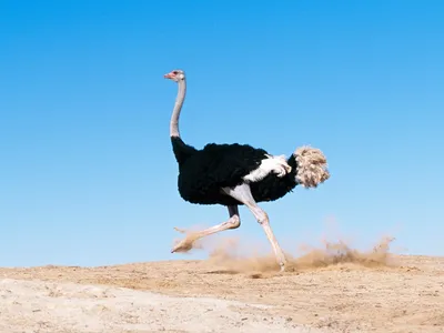 Страус (Ostrich)