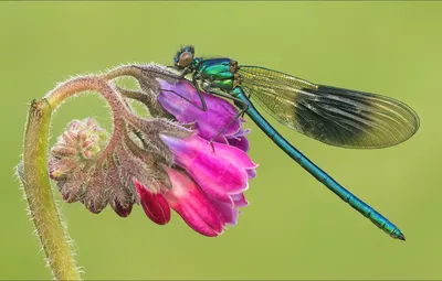 Обои цветок, стрекоза, насекомое, flower, macro, insect, dragon-fly  картинки на рабочий стол, раздел макро - скачать