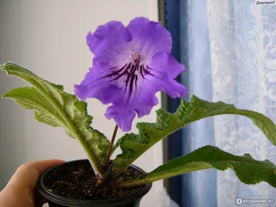 Стрептокарпус (Streptocarpus) - «Красота - страшная сила» | отзывы