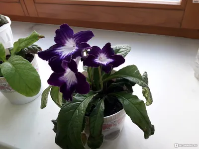 Стрептокарпус (Streptocarpus) - «Непростая история нашей дружбы» | отзывы