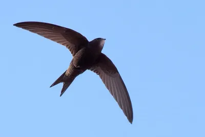 Черный стриж – птица, которую никому не обогнать