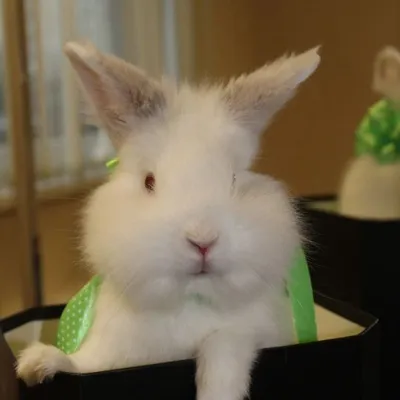 Гигиеническая стрижка кролика с пуховым типом шерсти | Ветеринарная клиника