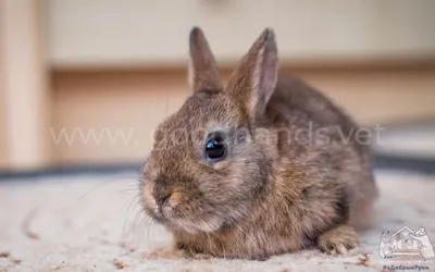 Новая модель🎩 ₽15000 @zylindr натуральный мех кролик рекс стриженный,  натуральный мех чернобурой лисы, шерстяное полотно производства… | Instagram