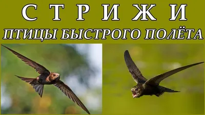 СТРИЖИ - Птицы быстрого полёта - YouTube