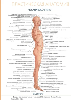 Пластическая анатомия: человеческое тело (вид сбоку) | Анатомия,  Человеческое тело, Биология