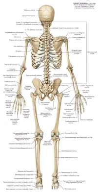 Скелет сзади с названиями костей | Анатомия и физиология, Человеческий  скелет, Медицинские училища