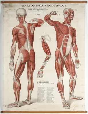 Мышцы — Википедия