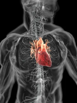 Анатомия - Сердце - Анатомия человека