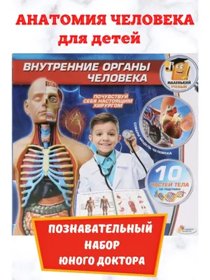 Анатомия для детей набор строение тела человека и внутренние органы для  юных исследователей BabeZonn 25908074 купить в интернет-магазине Wildberries