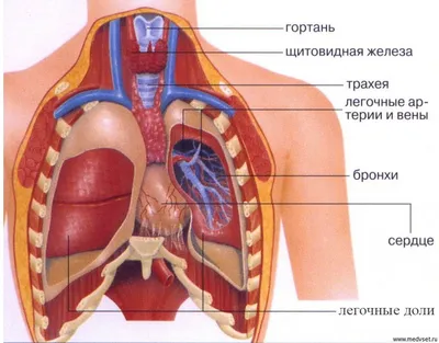 Cтроение человека: внутренние органы, фото с надписями | Анатомия, Анатомия  человека, Медицина