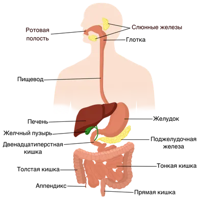 Строение органов пищеварительной системы человека • Биология, Анатомия и  физиология человека • Фоксфорд Учебник
