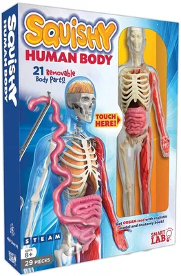 Купить Развивающий анатомический набор «Строение человека» SmartLab Toys  Human Body, Anatomy Book, цена 860 грн — Prom.ua (ID#1660601087)