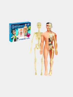 Научный опыт-строение тела.Анатомия.Конструктор тело человека.  Интерактивная игра купить по цене 982 ₽ в интернет-магазине KazanExpress