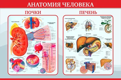 Анатомия человека: почки, печень (арт. МЕД-03) стенд информационный  медицинский купить в интернет магазине с доставкой