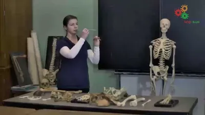 Анатомия человека. Строение скелета (И. Синёва) - YouTube