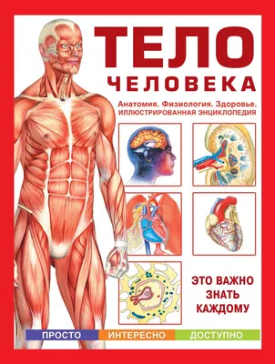 Calaméo - 470 Telo Cheloveka Anatomija Fiziologija Zdorove Volcit P M 2012  128s