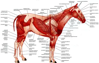 Мускулатура лошади - Loshadenok.ru