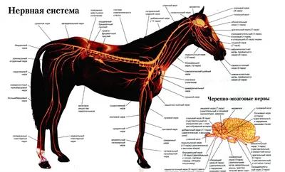 Мускулатура лошади - Fermer.org.ua