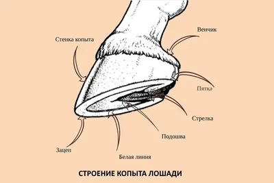 Строение тела лошади - Животный мир