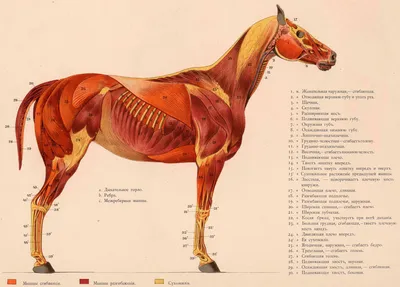 Нервная система лошади - Fermer.org.ua